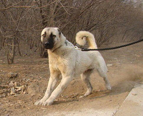 世界上最大的狗 土耳其坎高犬 世界之最网 世界上最大的狗 土耳其坎高犬 世界之最网